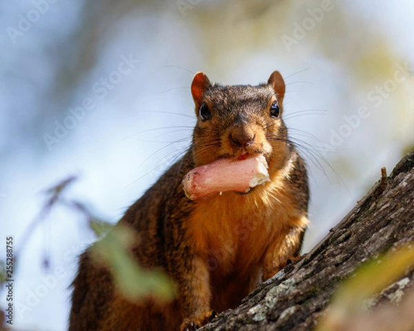 Obraz Fox Squirrel with snack