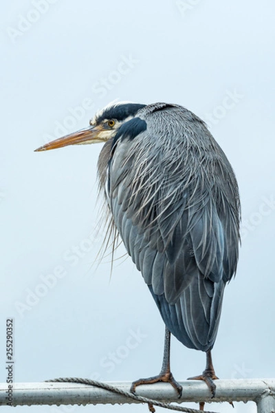 Fototapeta close up portrait of one great blue heron resting under the wind under overcast sky