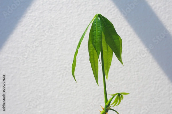 Fototapeta パキラの若葉