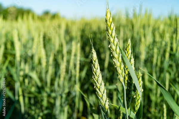 Obraz Ears of wheat on a spring green field