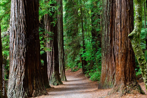Obraz Rotorua Redwoods Forest, New Zealand 