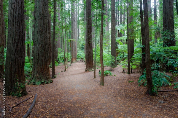 Obraz Rotorua Redwoods Forest, New Zealand