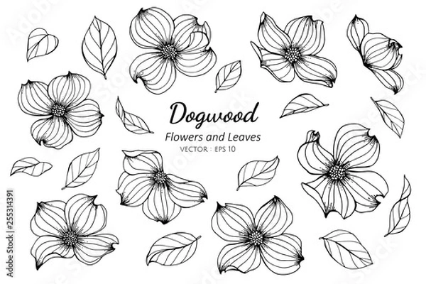 Obraz Collection set of dogwood flower and leaves drawing illustration.