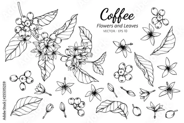 Obraz Collection set of coffee flower and leaves drawing illustration.
