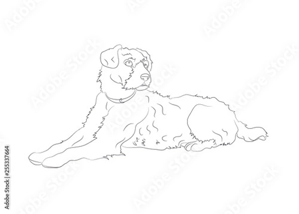 Fototapeta dog lies, lines, vector,