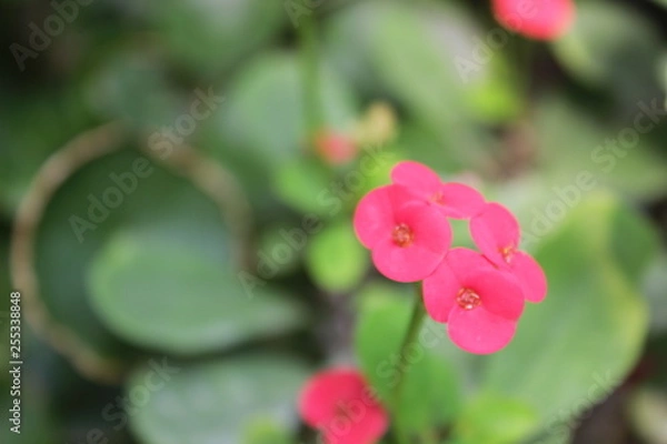 Obraz flower in garden