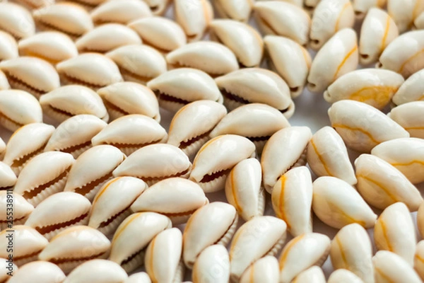Obraz Beautiful summer cowrie shells on white background