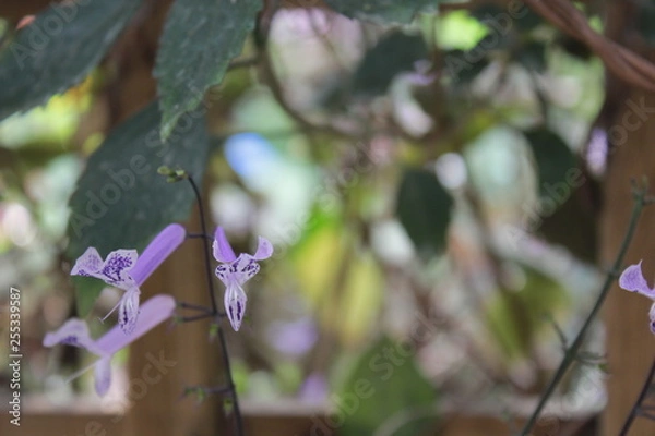 Obraz flowers in the garden