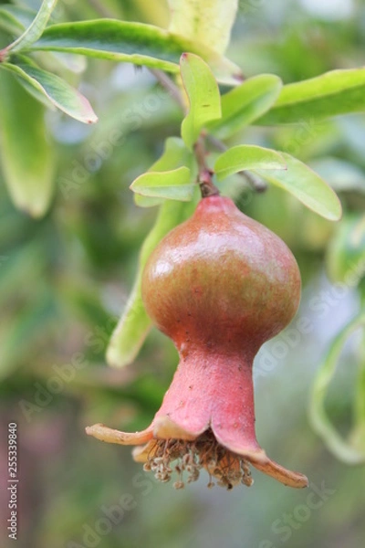 Obraz pomegranate on tree