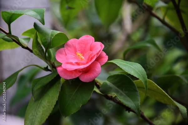 Obraz Spring Camellia Japanese