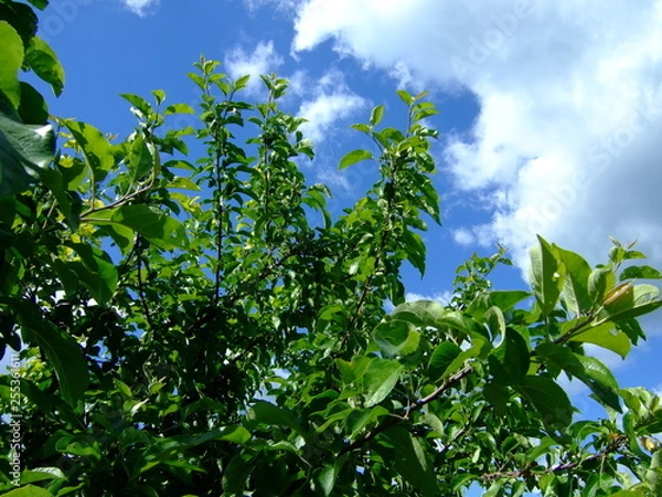 Obraz Thickets of trees and bushes. Summer landscape.