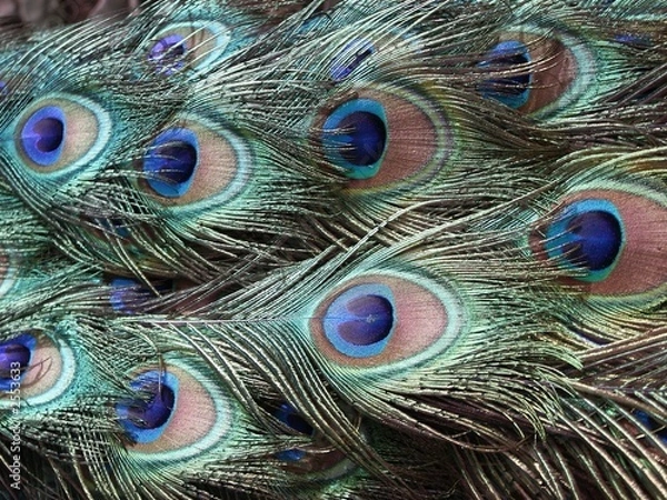 Obraz pfauenaugen