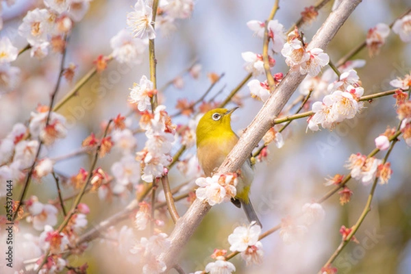 Obraz 梅にメジロ