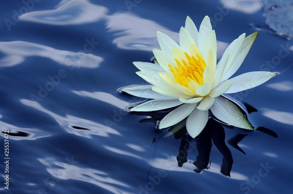 Obraz ninfea fiori 1091