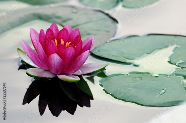 Obraz ninfea fiori 1098