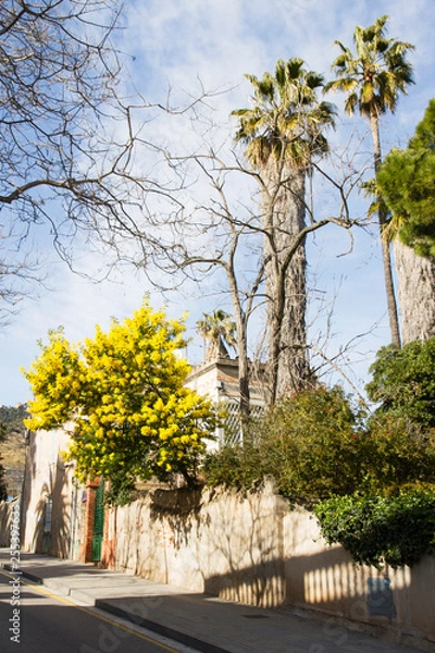 Fototapeta Mimosa blooming on city street. Spring in Barcelona.