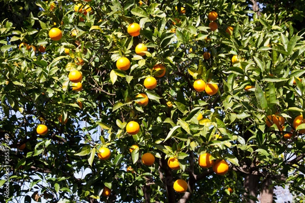 Fototapeta Orange tree. Fruit harvest.
