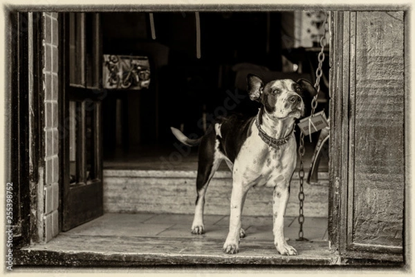 Obraz Pocztówka z psem