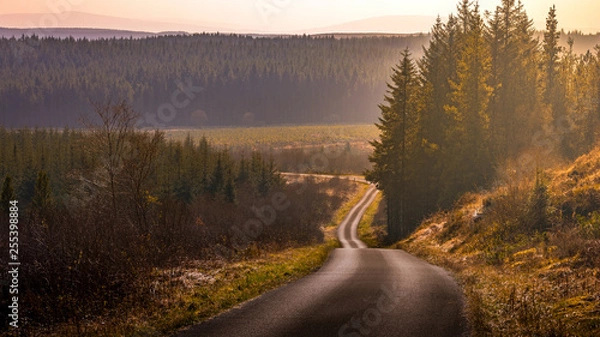 Obraz forest landscape