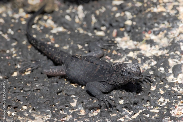 Obraz Galapagos Marine iguana (Amblyrhynchus cristatus), Puerto Egas, Santiago, Galapagos Islands, Ecuador