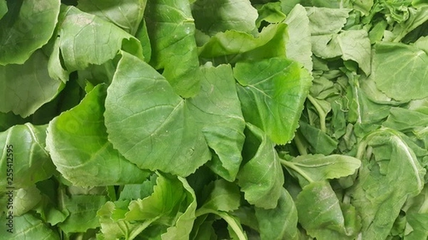 Obraz Close up view of lush green leaves of spinach vegetables. Vegetable background.