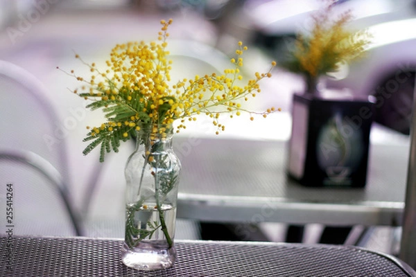 Fototapeta Yellow mimosa flowers in vase at the bar table