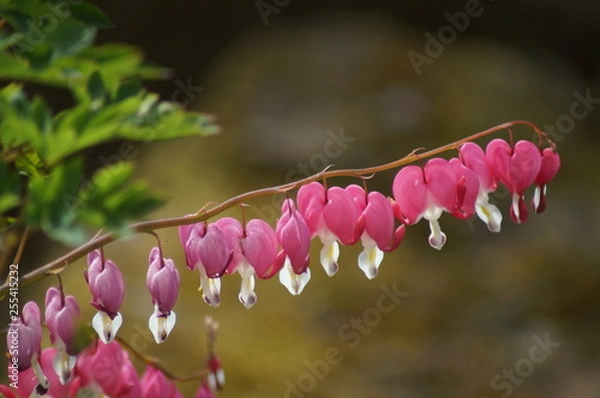 Obraz Tränendes Herz in rot
