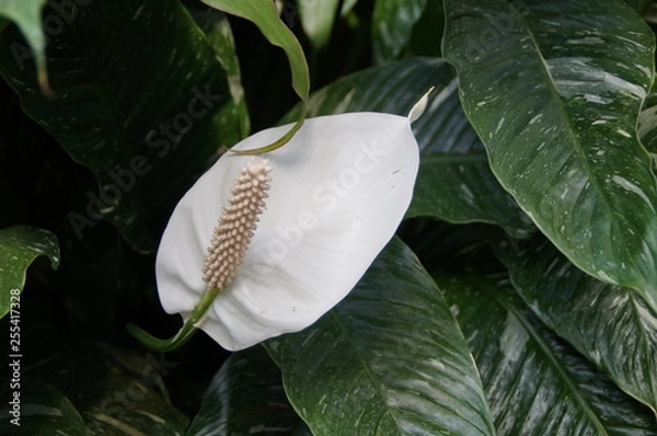 Obraz Eine weiße aufblühende Blüte