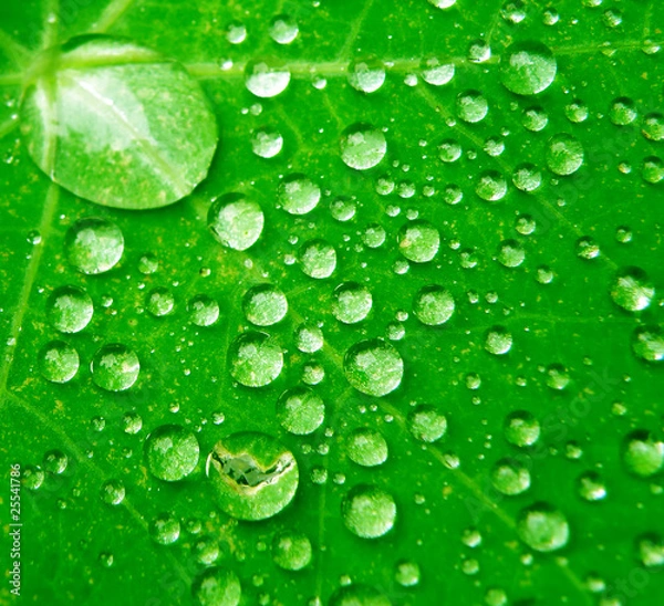 Fototapeta Wate drops on leaf