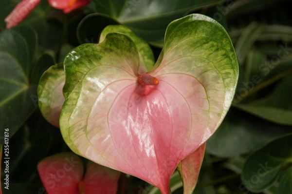 Obraz Aufgeblühte mehrfarbige Blüte