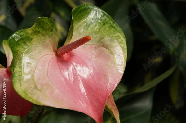 Obraz Aufblühende mehrfarbige Blüte