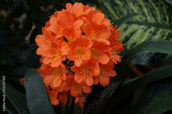 Obraz Eine orangefarbene Blüte