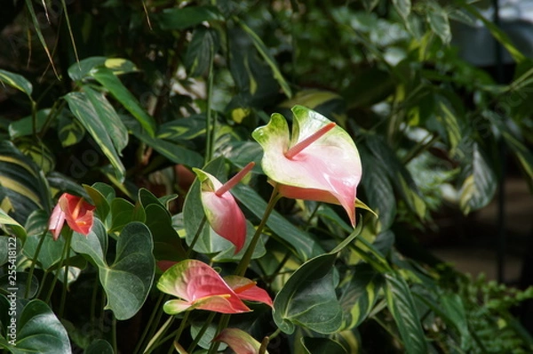 Obraz Aufblühende mehrfarbige Blüte.