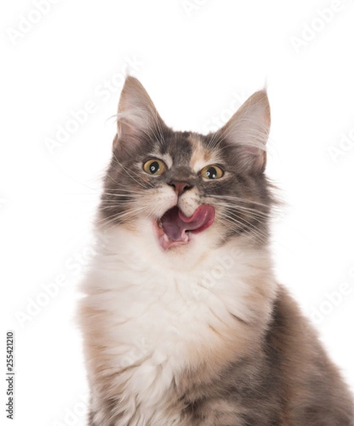 Obraz Maine Coon kitten