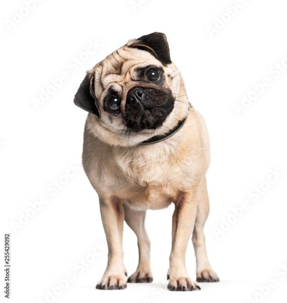 Fototapeta Pug in front of white background