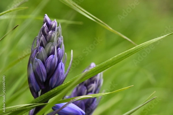 Obraz purple flower in grass