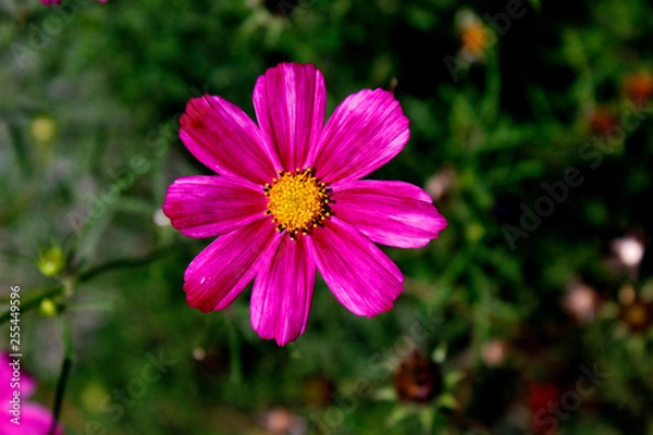 Obraz pink flower