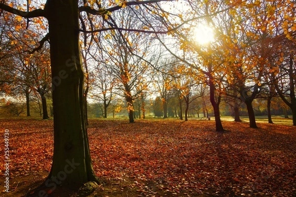 Fototapeta autumn in the park