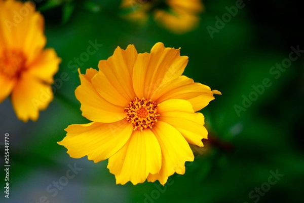 Obraz yellow flower
