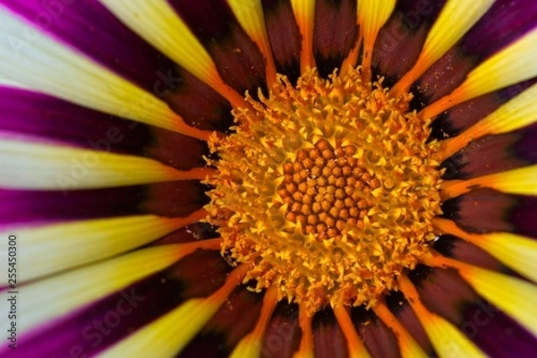 Obraz flower closeup