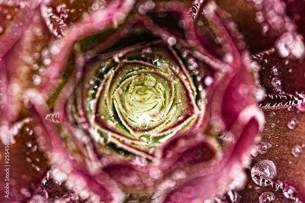 Obraz harsh succulent