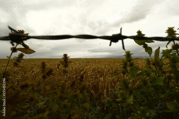 Obraz fields of gold