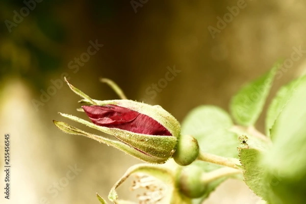Obraz rose bud