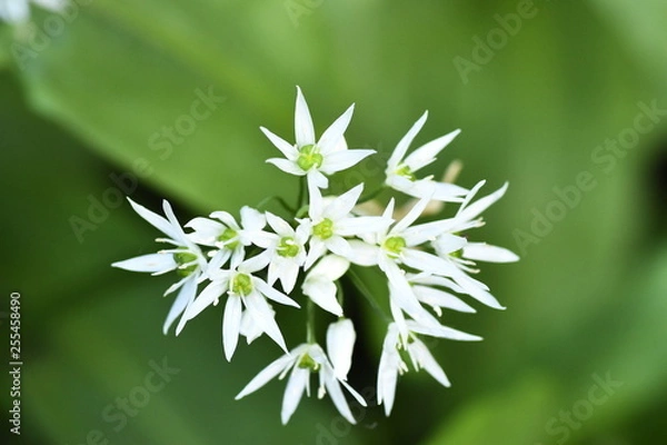 Obraz white flower