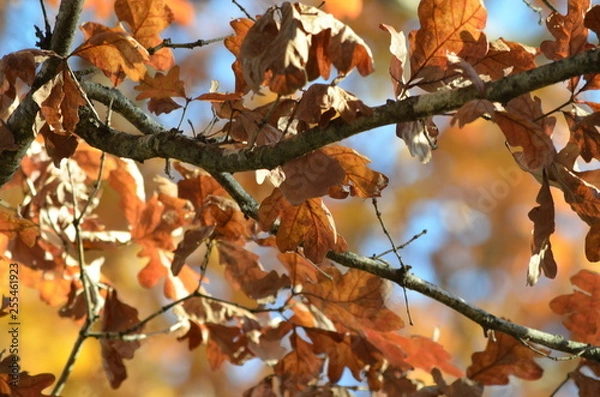 Fototapeta autumn leaves on a tree