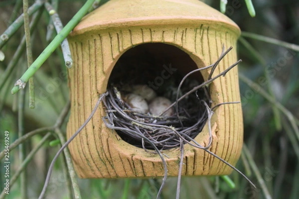 Fototapeta bird nest