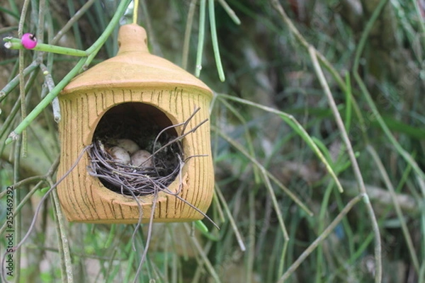 Fototapeta bird nest