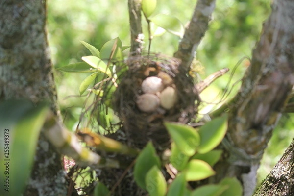 Fototapeta bird nest