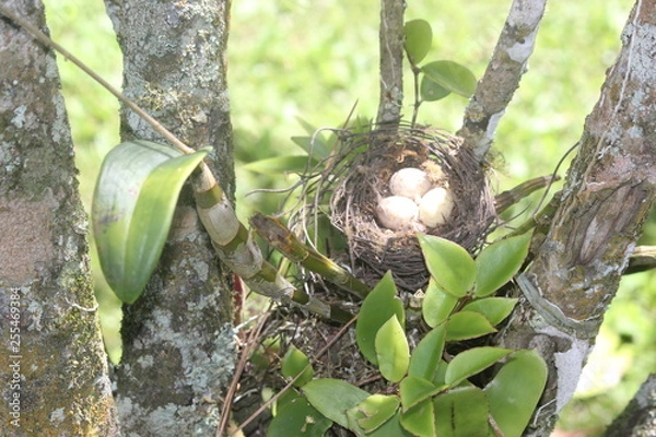 Fototapeta bird nest