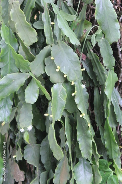 Fototapeta amazon plant